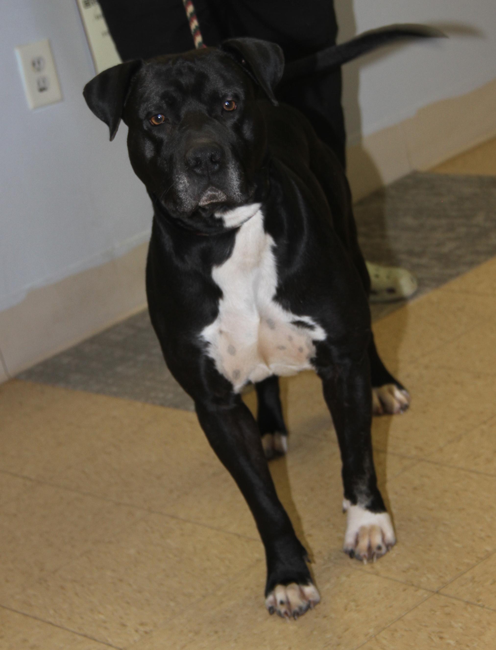 Enlarge Doofy (Neutered) (Photos 3/9/2025) , an adoptable mixed breed in Marietta, OH image 2/6
