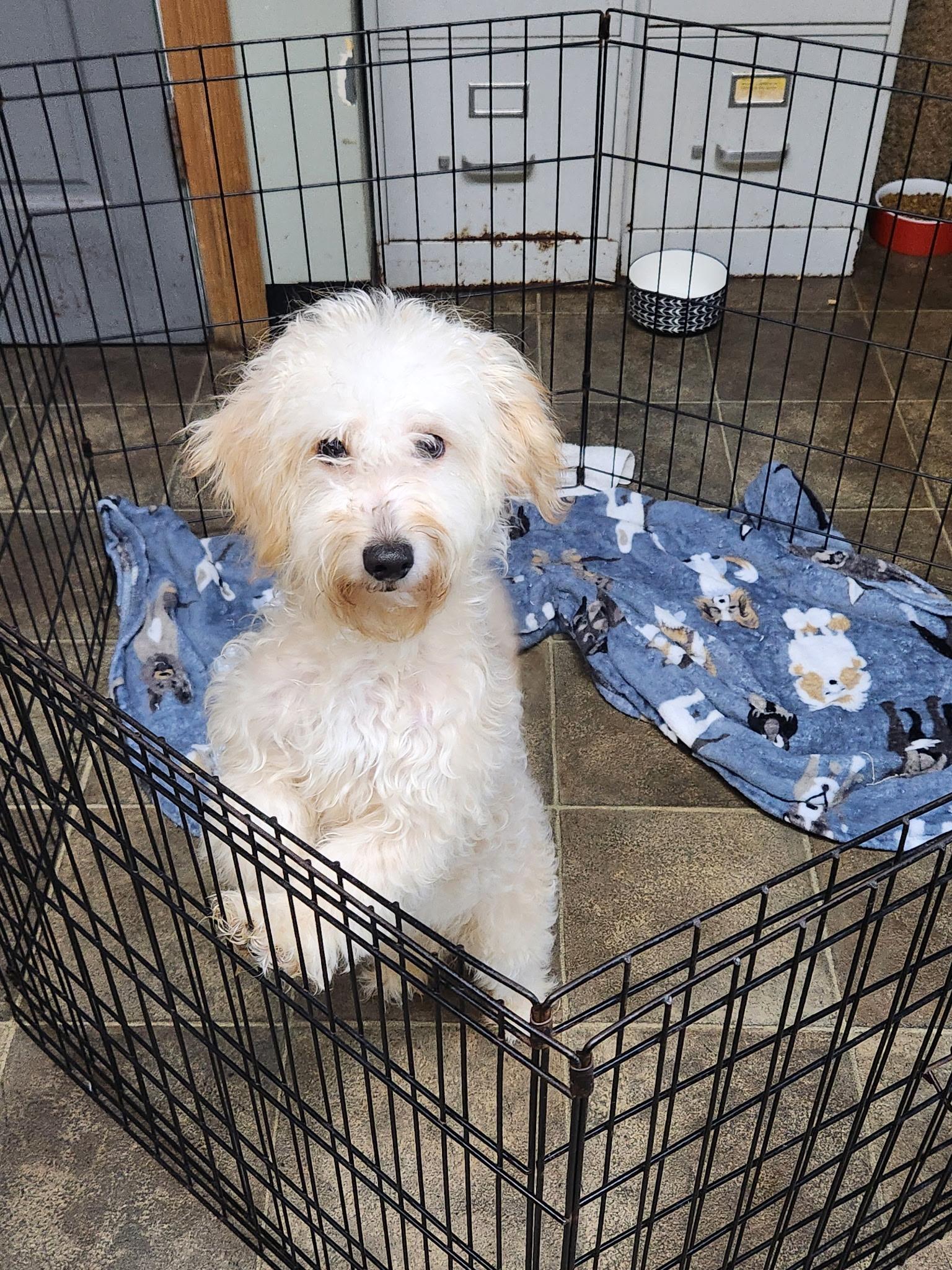Gingerbread, a Adoptable Miniature Poodle in Los Angeles, CA image 1/3