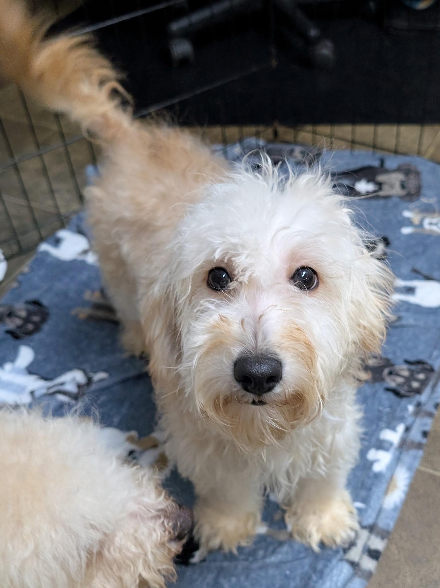 Gingerbread, a Adoptable Miniature Poodle in Los Angeles, CA image 2/3
