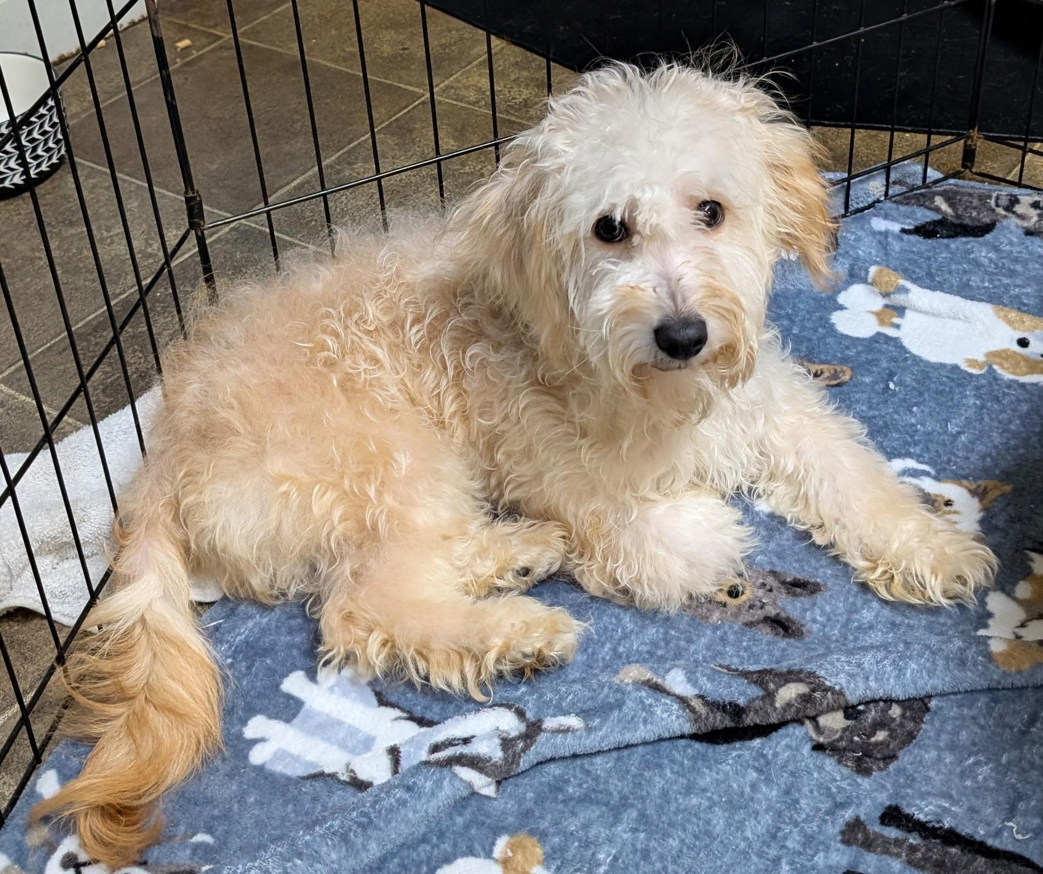 Gingerbread, a Adoptable Miniature Poodle in Los Angeles, CA image 3/3