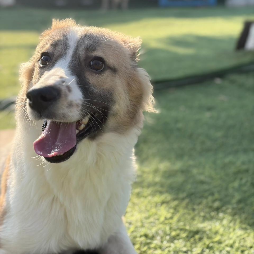Taj, Adoptable, Young Male Canaan Dog.