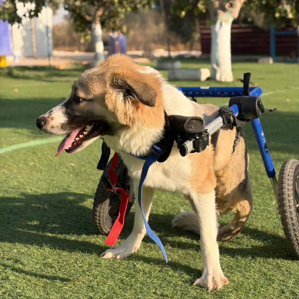 Taj, Adoptable, Young Male Canaan Dog.