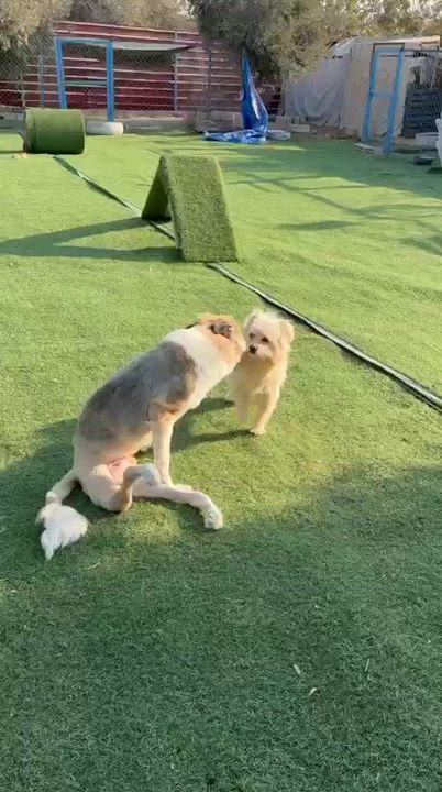 Enlarge Taj, a Adoptable mixed breed in Amsterdam, NY video 5/6