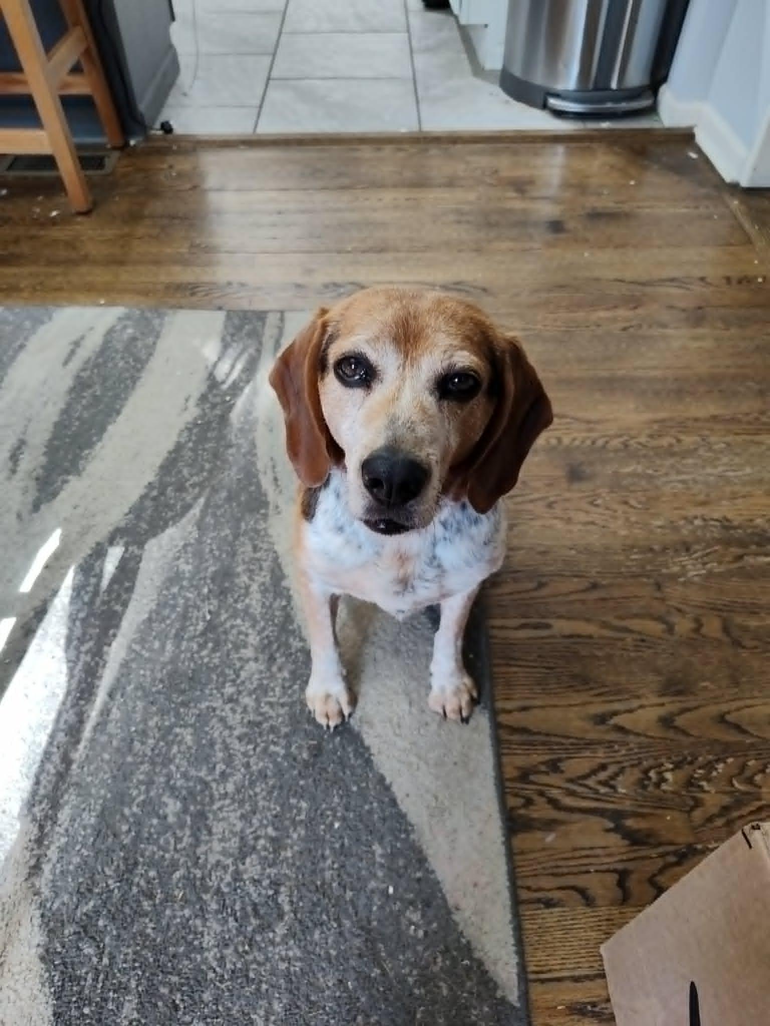 Enlarge Tracker, an adoptable Beagle in Knox, IN image 1/3