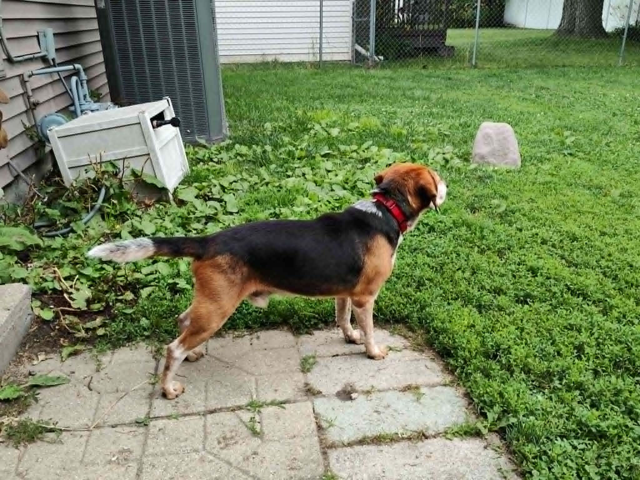 Enlarge Tracker, an adoptable Beagle in Knox, IN image 2/3