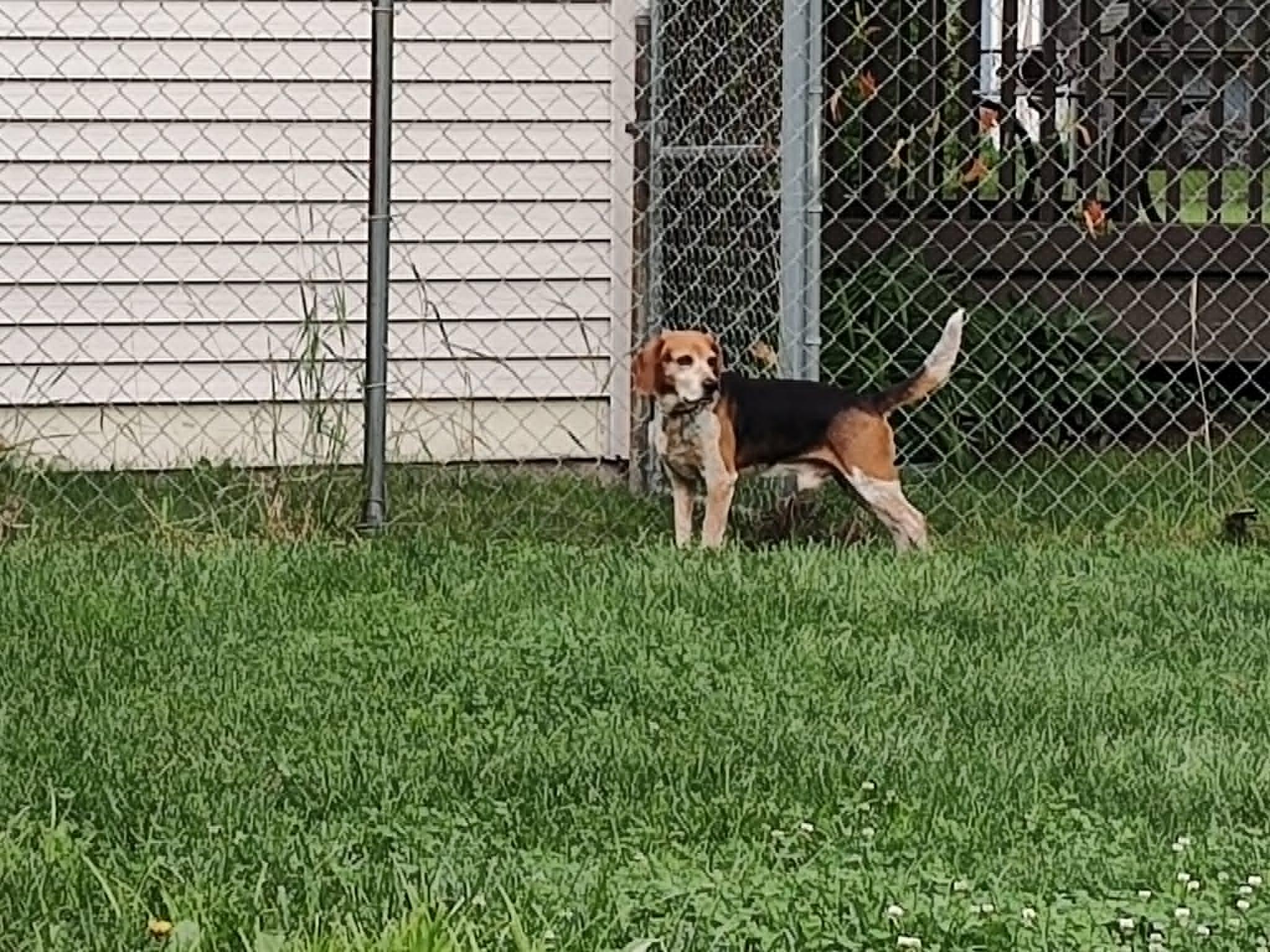 Enlarge Tracker, an adoptable Beagle in Knox, IN image 3/3