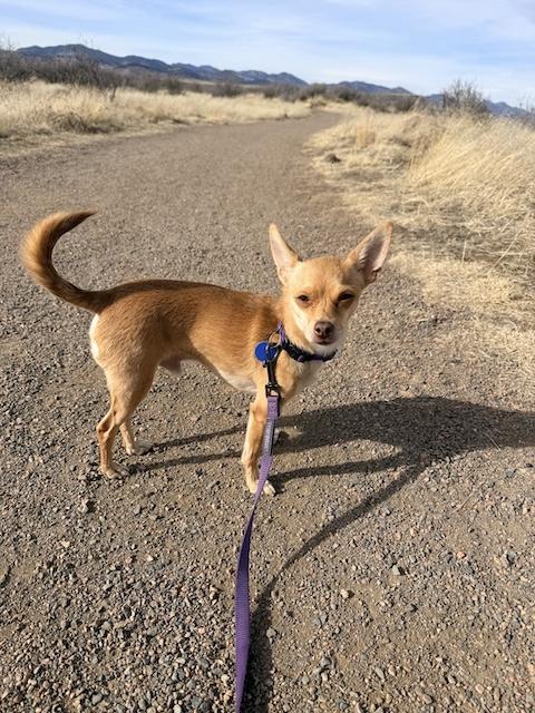 Nibbler, adopted, Adult Male Chihuahua.