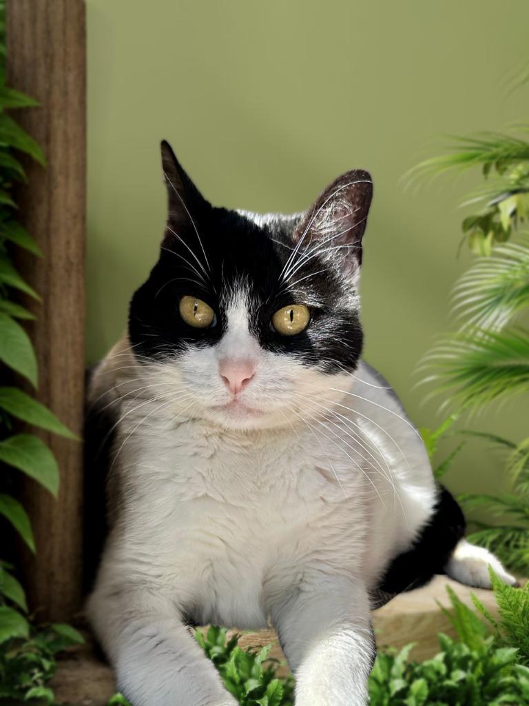 Enlarge Sweetie, a Adoptable mixed breed in Seagoville, TX image 2/4