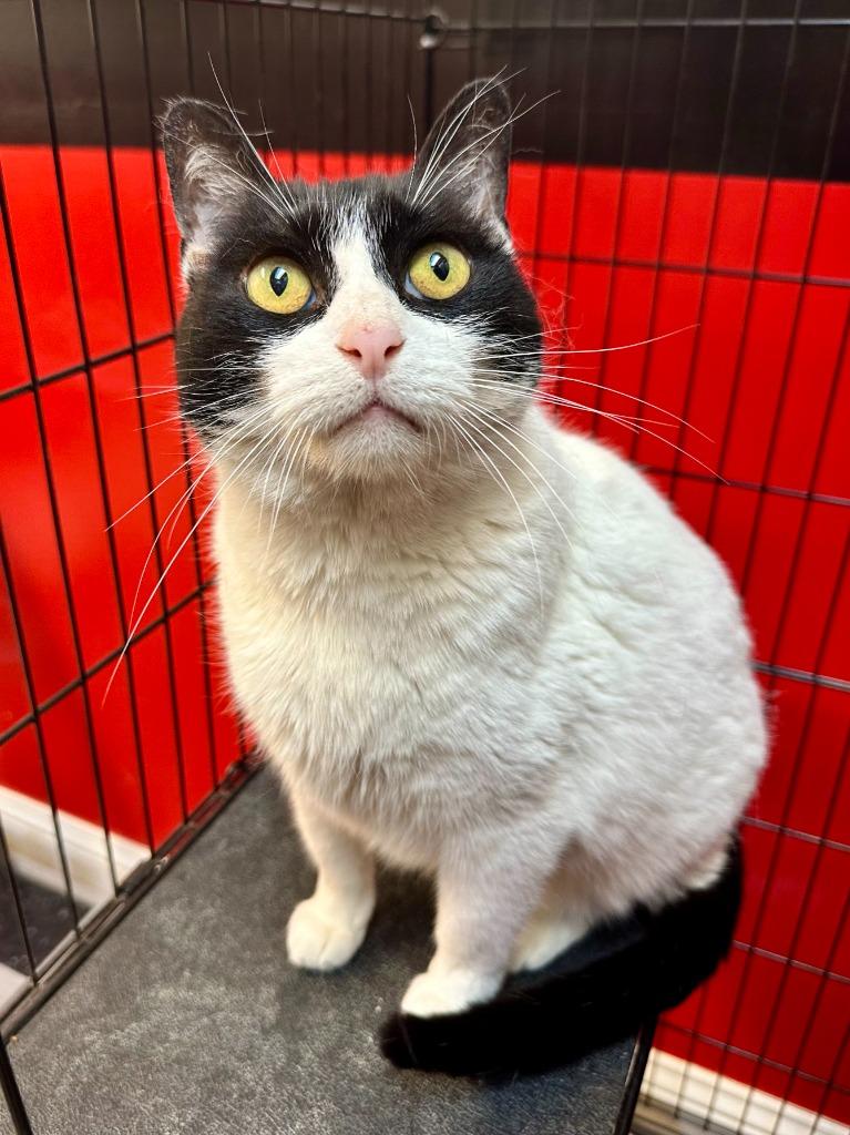 Enlarge Sweetie, a Adoptable mixed breed in Seagoville, TX image 4/4
