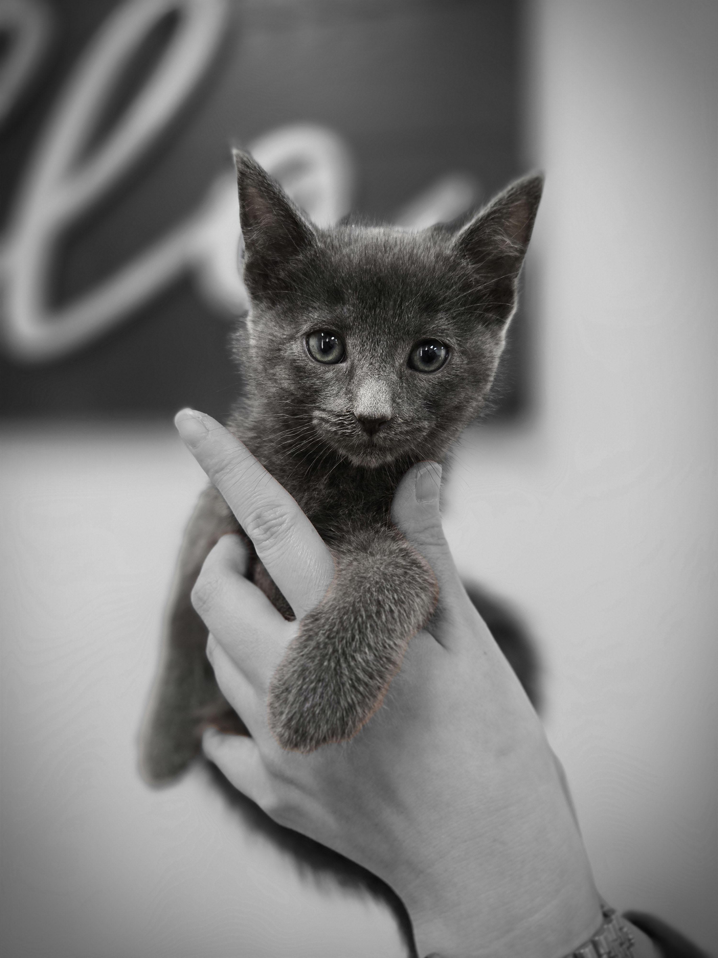 Arch, an adopted Russian Blue in Yorba Linda, CA image 4/5