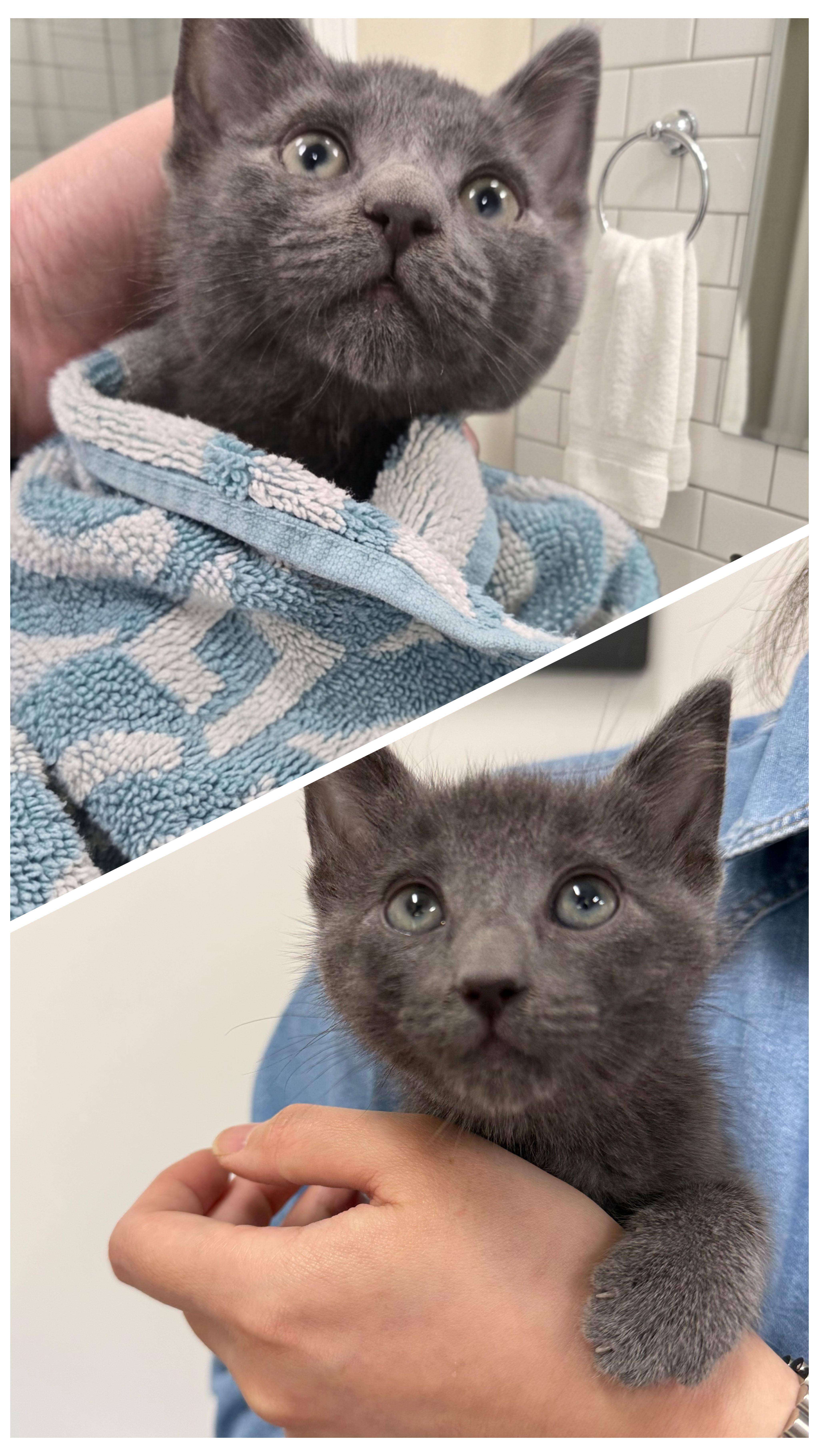 Arch, an adopted Russian Blue in Yorba Linda, CA image 2/5