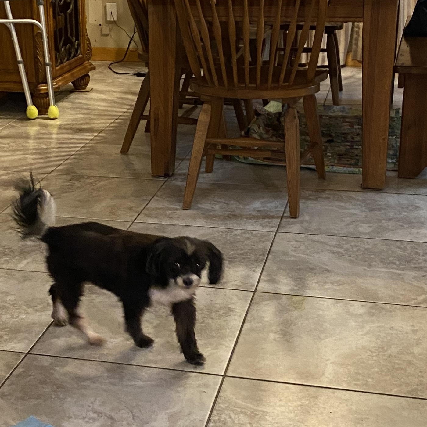 Greta, a Adoptable mixed breed in Bradenton, FL image 4/6