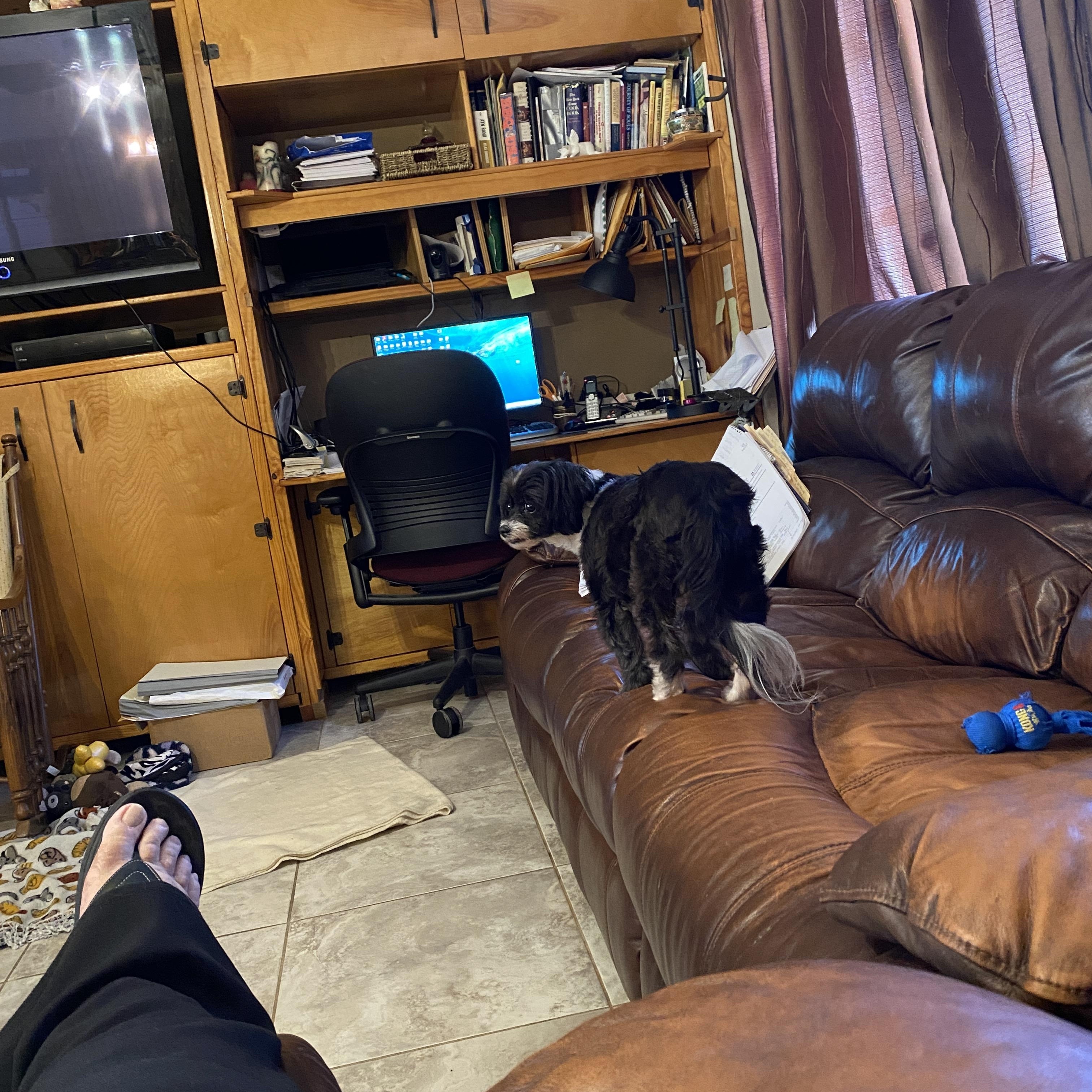 Greta, a Adoptable mixed breed in Bradenton, FL image 6/6