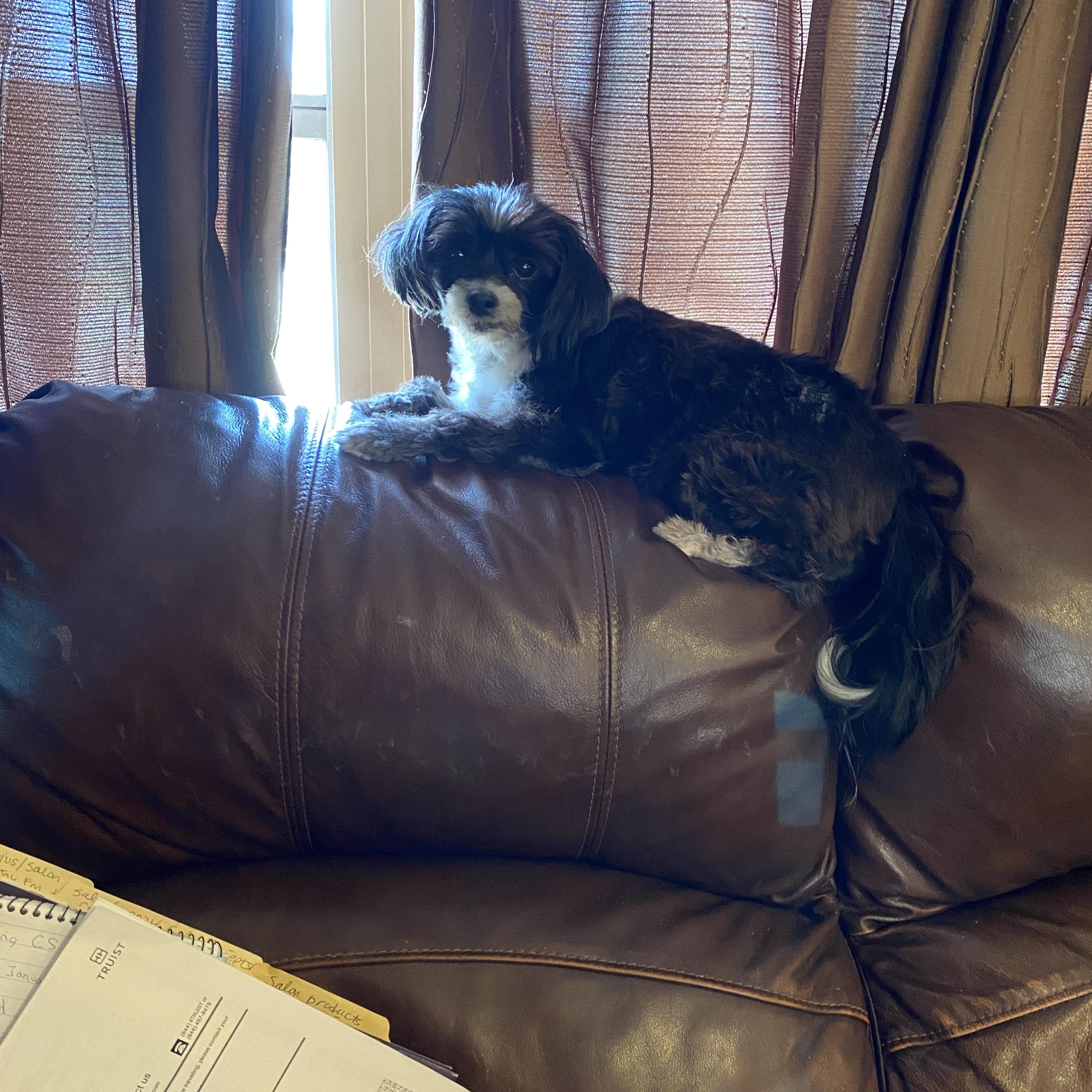 Greta, Adoptable, Adult Female Shih Tzu.