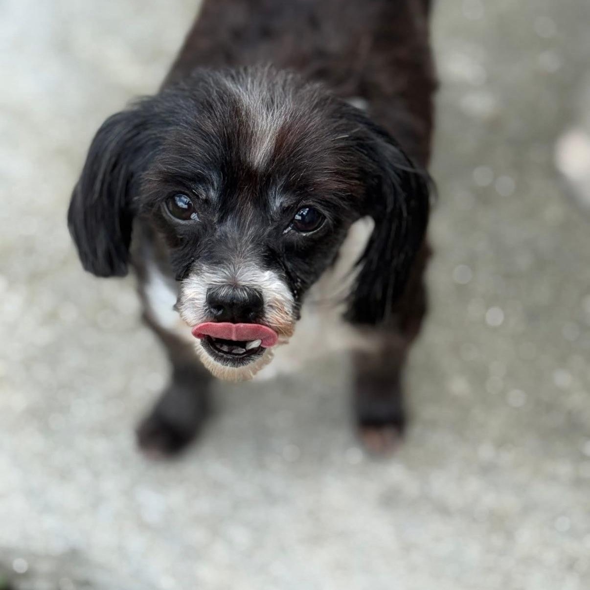 Greta, a Adoptable mixed breed in Bradenton, FL image 3/6