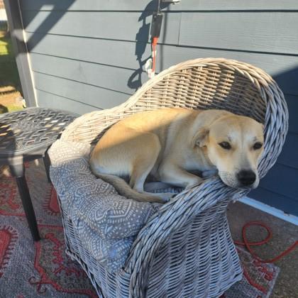 Chickadee, Adoptable, Adult Female Labrador Retriever & Mixed Breed.