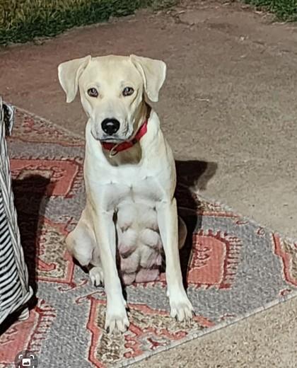 Chickadee, Adoptable, Adult Female Labrador Retriever & Mixed Breed.