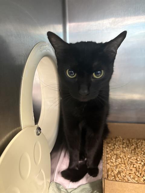 Enlarge OZZY, a Adoptable Domestic Short Hair in Fort Walton Beach, FL image 1/1