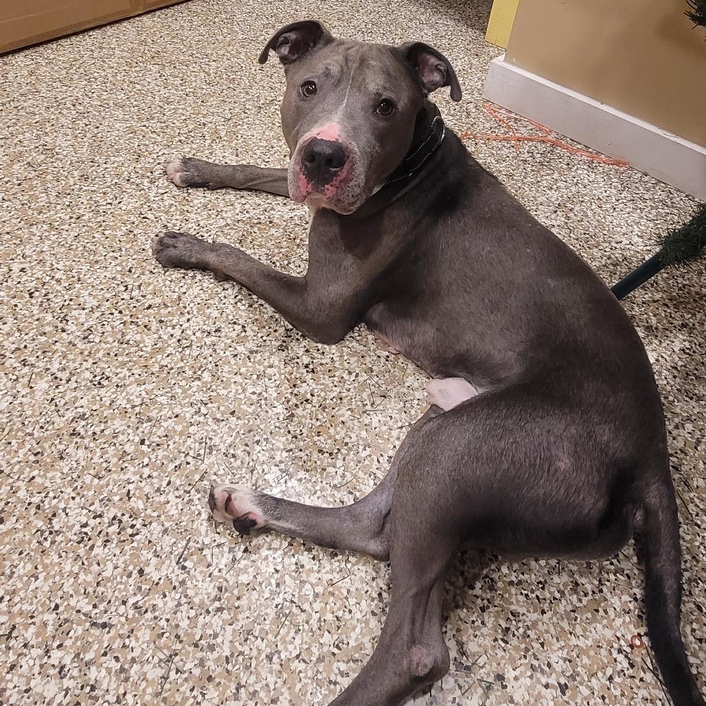 Sarge, Adoptable, Adult Male American Staffordshire Terrier.