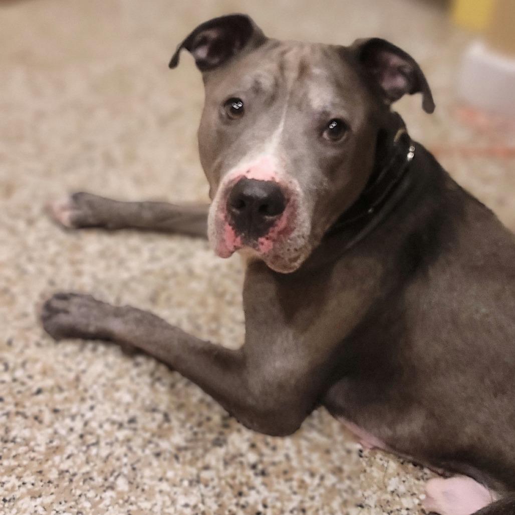 Sarge, a Adoptable American Staffordshire Terrier in Tipton, IN image 2/6