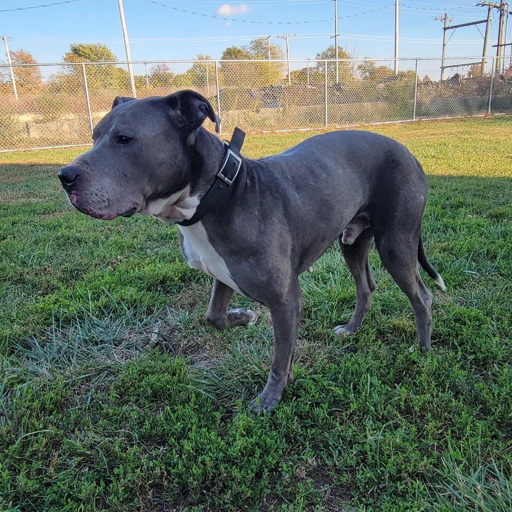 Sarge, a Adoptable American Staffordshire Terrier in Tipton, IN image 3/6