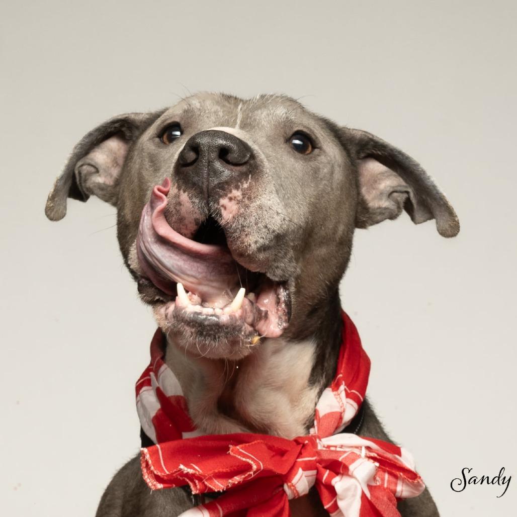 Enlarge Sarge, a Adoptable American Staffordshire Terrier in Tipton, IN image 5/6