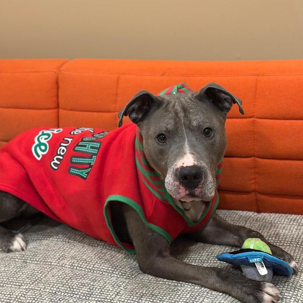 Sarge, a Adoptable American Staffordshire Terrier in Tipton, IN image 5/6