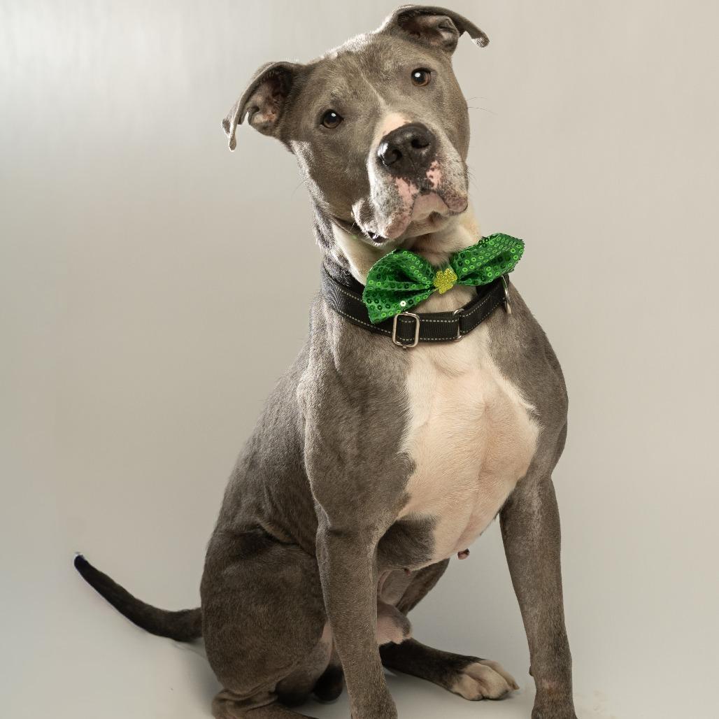 Enlarge Sarge, a Adoptable mixed breed in Tipton, IN image 6/6