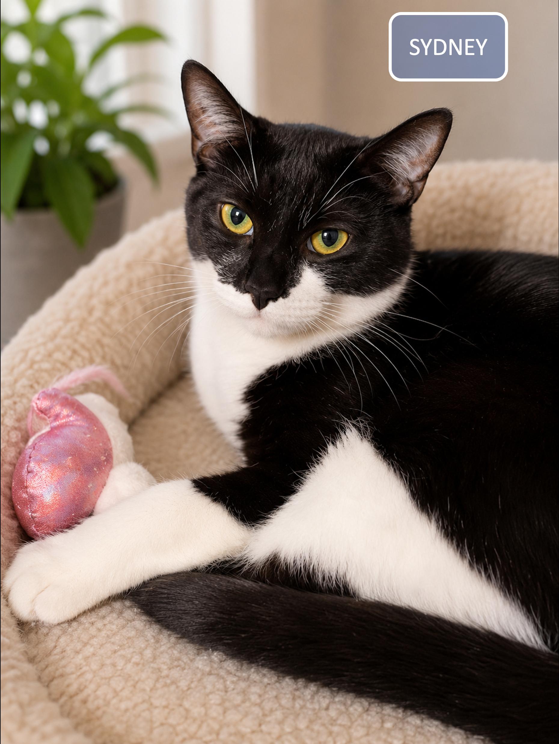 Enlarge Sydney & Roo, a ADOPTABLE Domestic Short Hair in Cincinnati, OH image 2/4