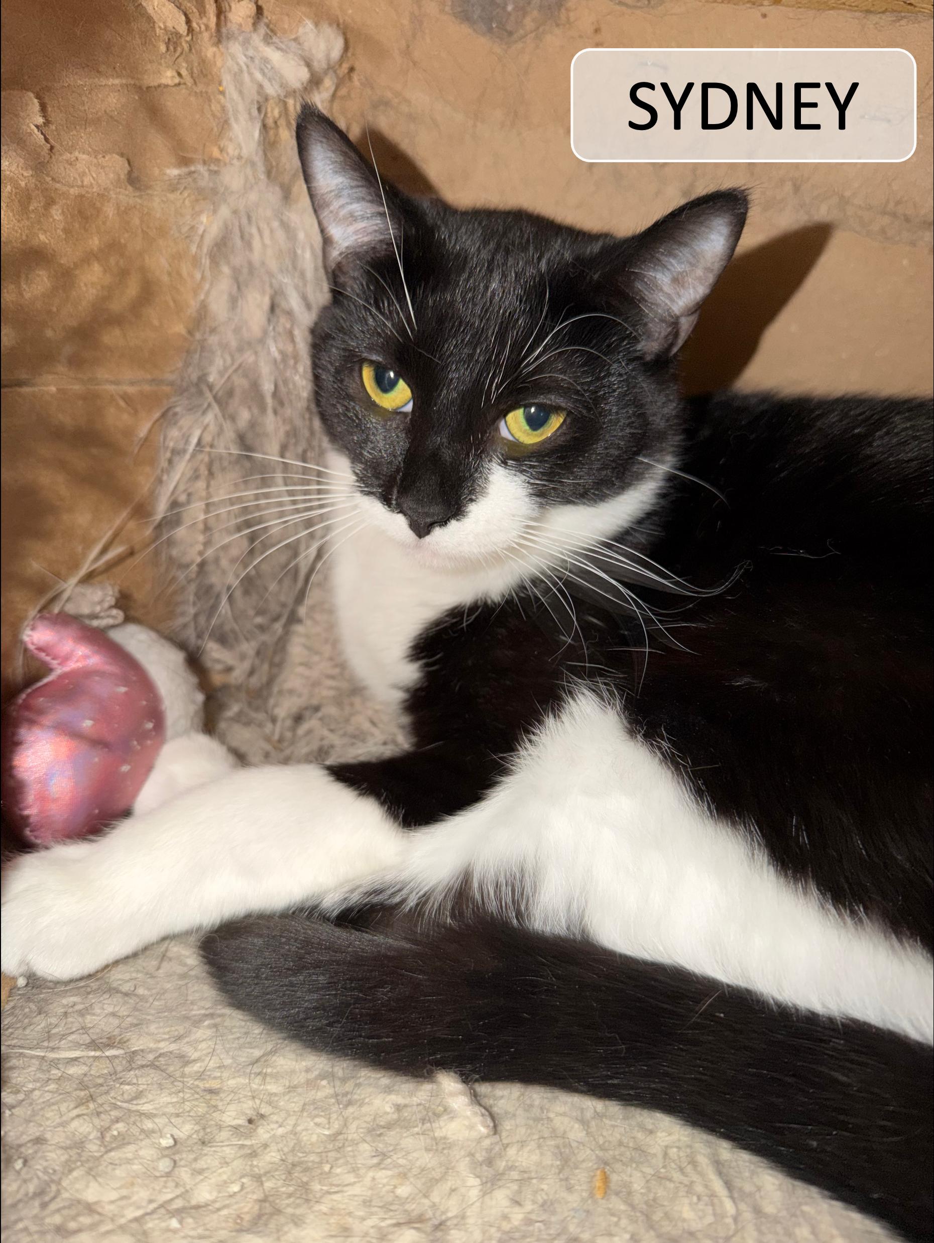 Enlarge Roo & Sydney, a ADOPTABLE Domestic Short Hair in Cincinnati, OH image 2/3