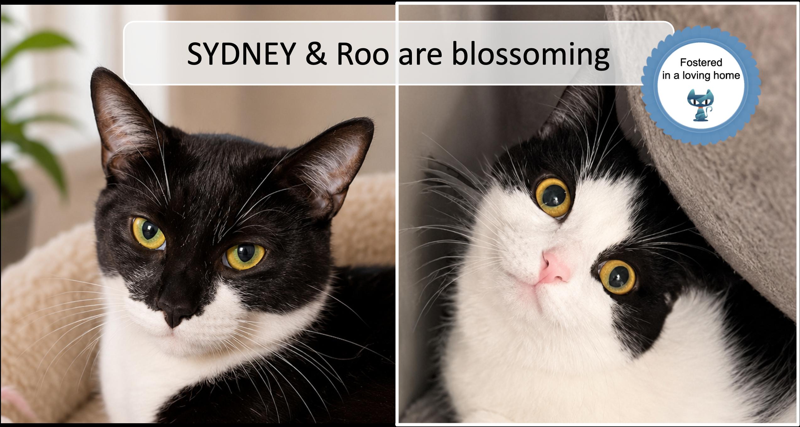 Enlarge Sydney & Roo, a ADOPTABLE Domestic Short Hair in Cincinnati, OH image 1/4