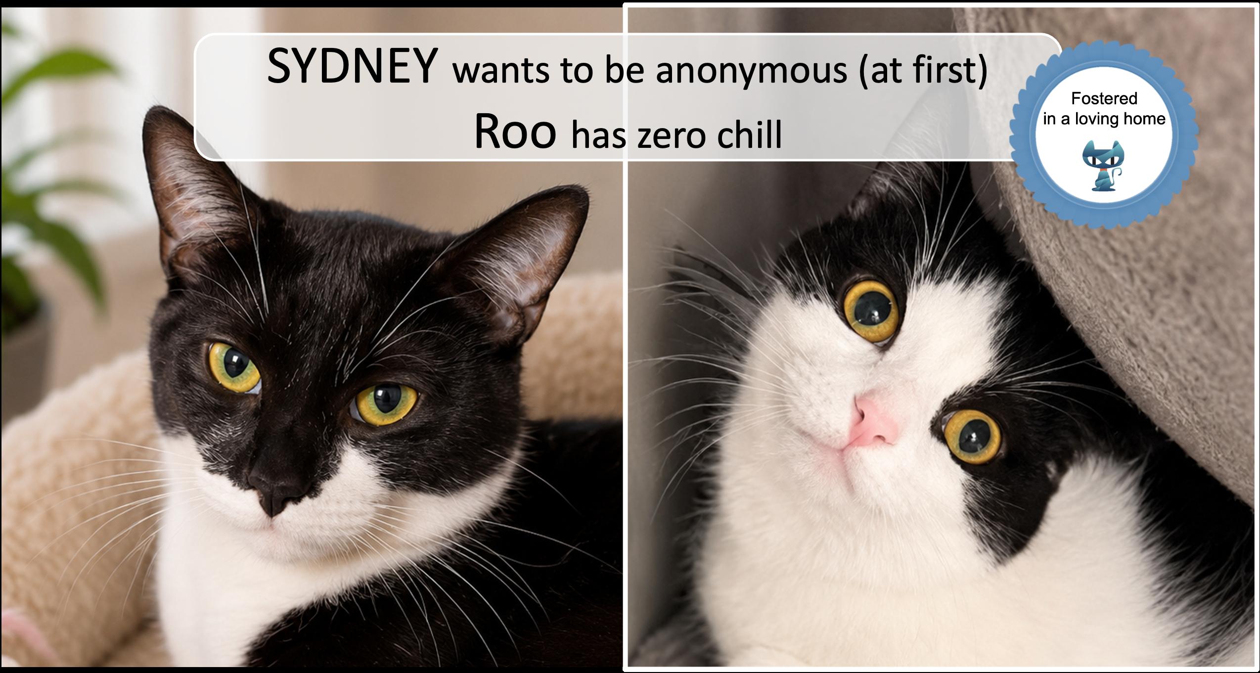 Sydney & Roo, ADOPTABLE, Young Female Domestic Short Hair.