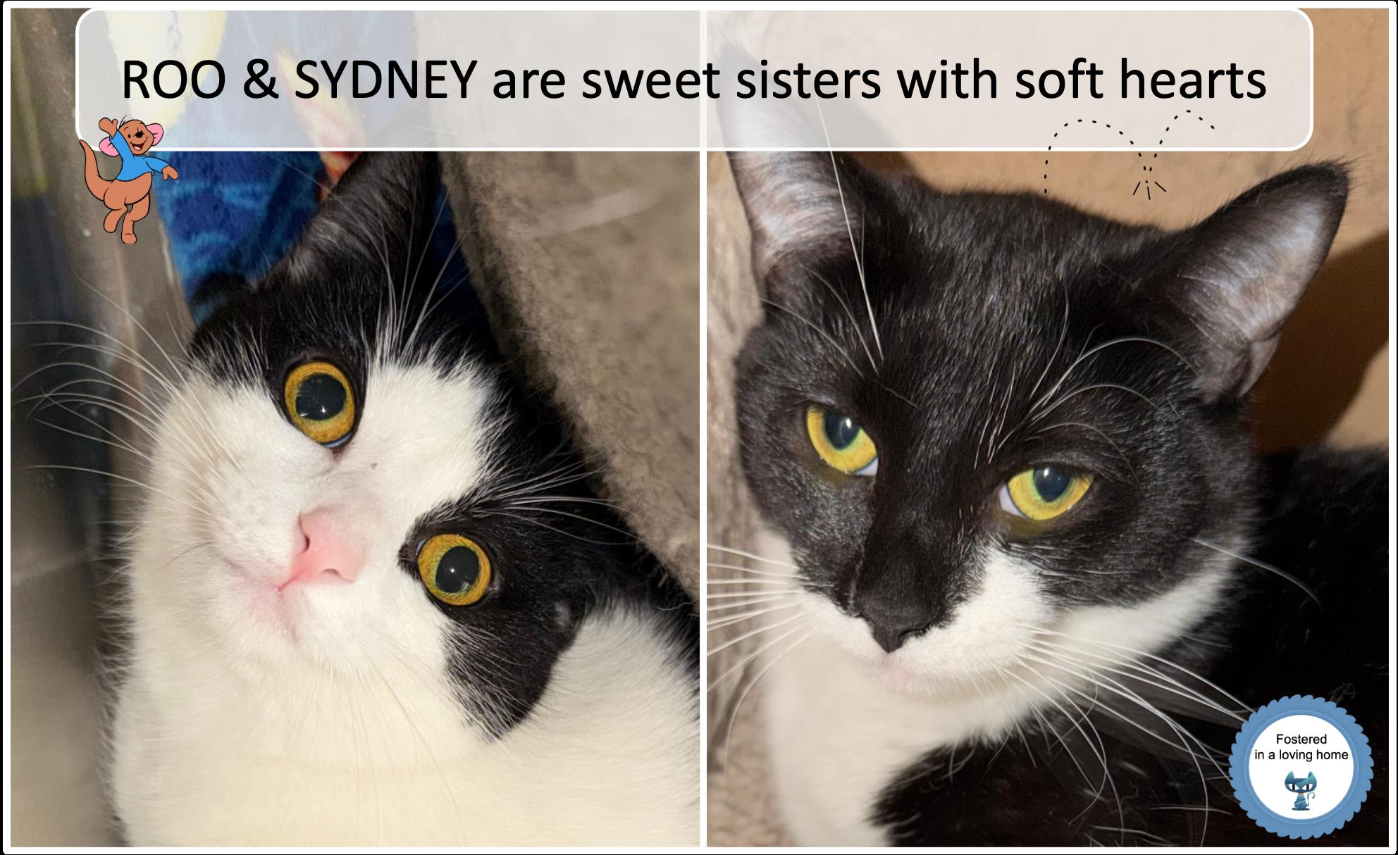 Roo & Sydney, ADOPTABLE, Young Female Domestic Short Hair.