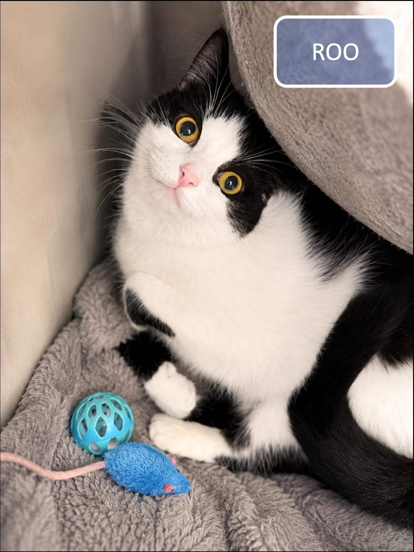 Enlarge Sydney & Roo, a ADOPTABLE Domestic Short Hair in Cincinnati, OH image 3/4