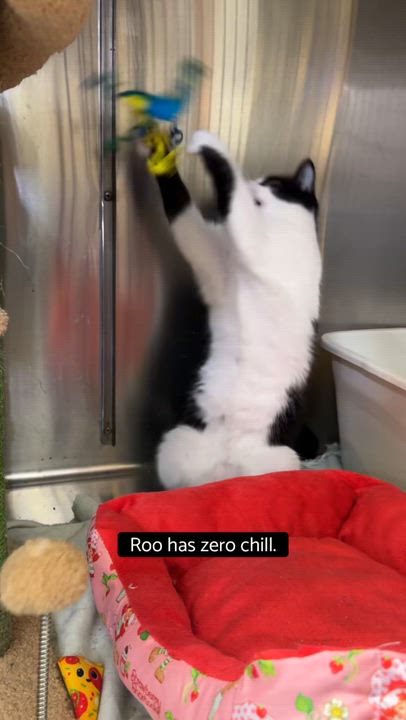 Enlarge Sydney & Roo, a ADOPTABLE Domestic Short Hair in Cincinnati, OH video 2/4