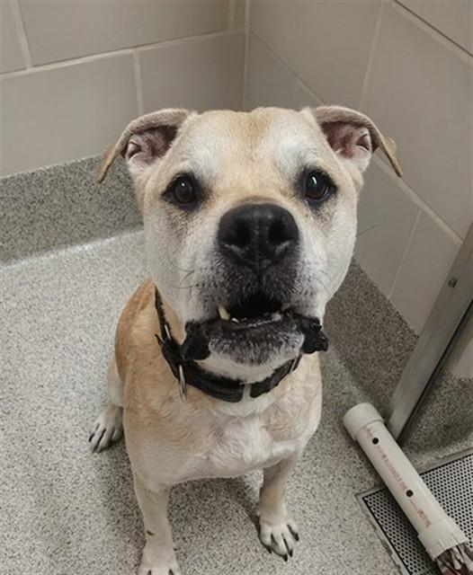 BUDDY, Adoptable, Adult Male Boxer & Golden Retriever.