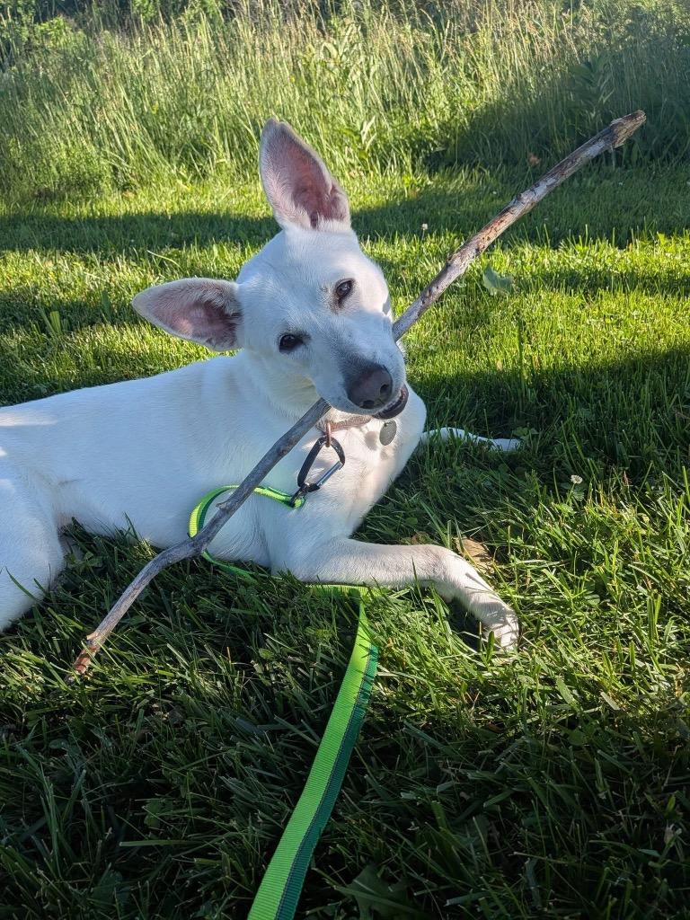Norie, Adoptable, Young Female Husky.