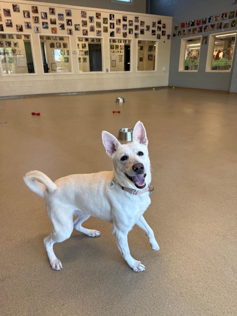 Norie, a Adoptable mixed breed in North Syracuse, NY image 2/6