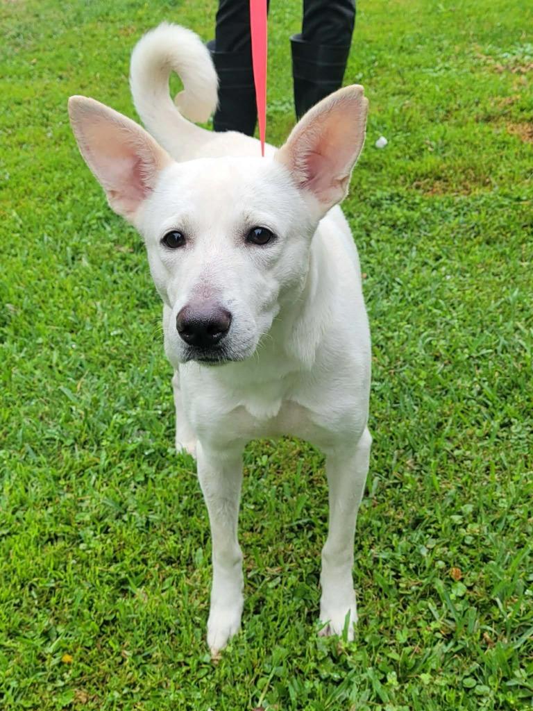 Norie, a Adoptable mixed breed in North Syracuse, NY image 3/6