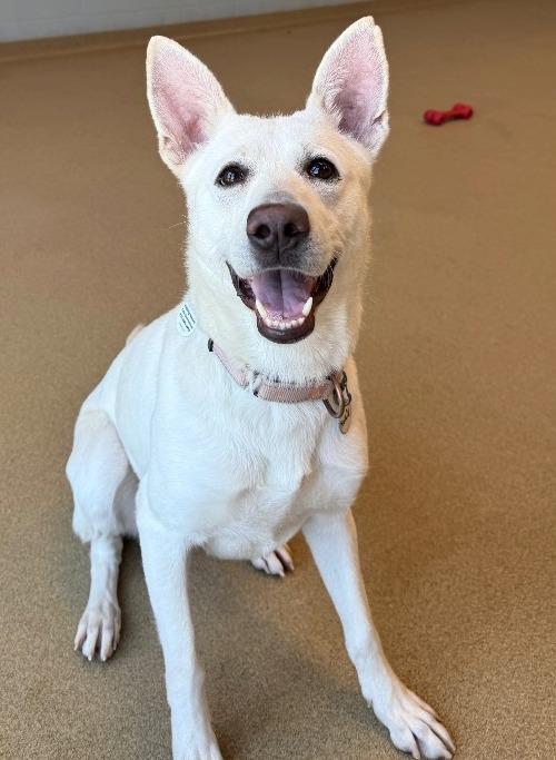 Norie, a Adoptable mixed breed in North Syracuse, NY image 4/6