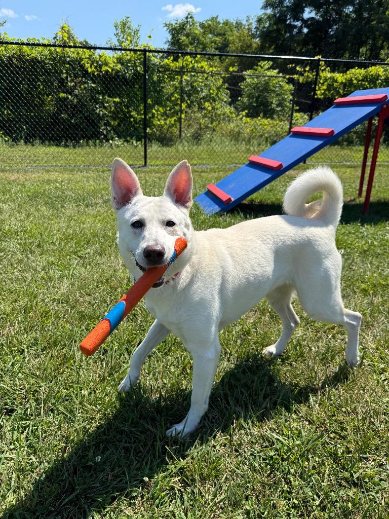 Norie, a Adoptable mixed breed in North Syracuse, NY image 5/6