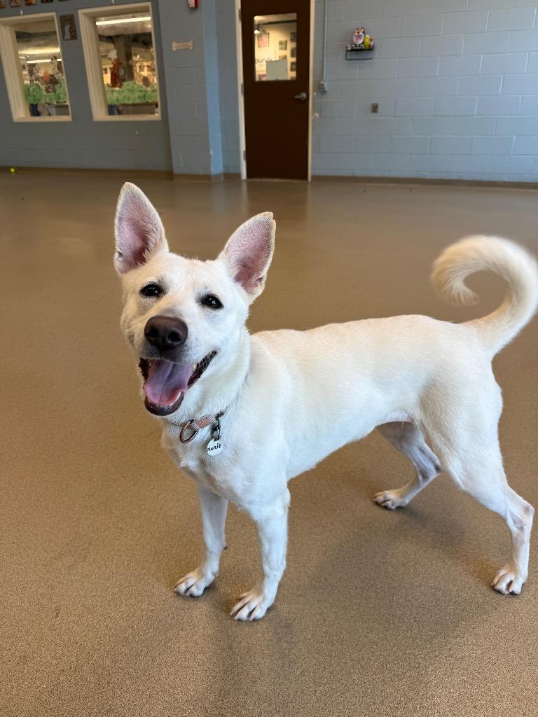 Norie, a Adoptable mixed breed in North Syracuse, NY image 6/6