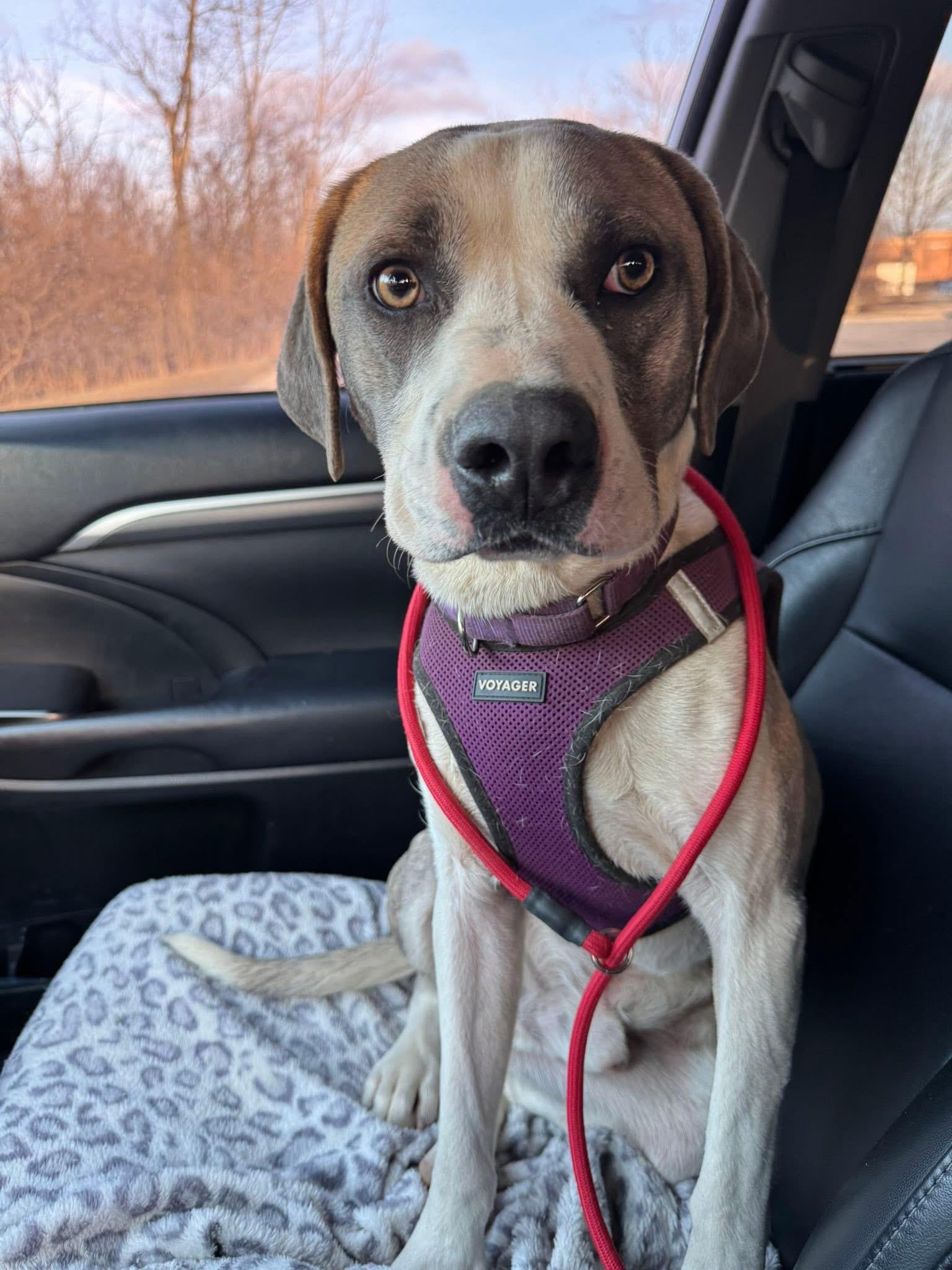 Morpheus, a Adoptable mixed breed in Plain City, OH image 2/6