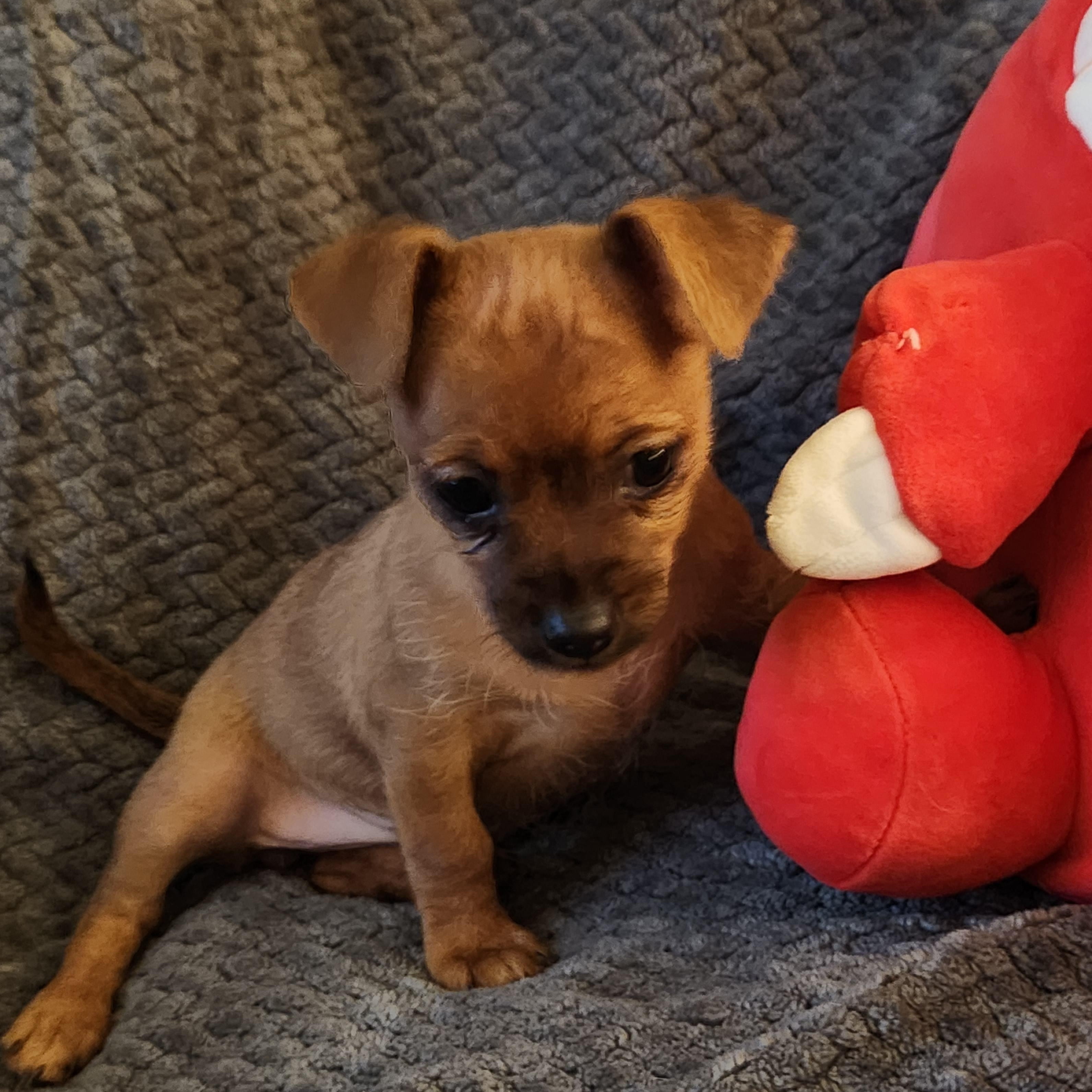 Phoebe, an adopted mixed breed in Flintstone, GA image 2/3