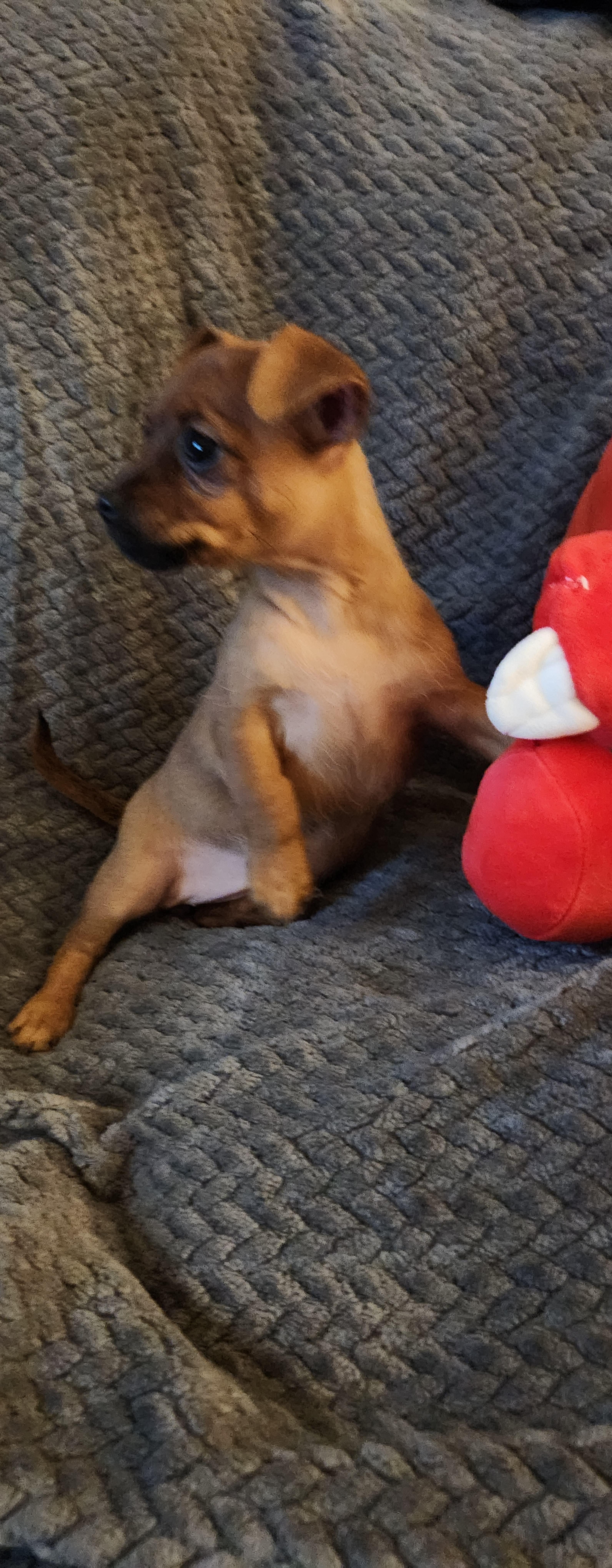 Phoebe, an adopted mixed breed in Flintstone, GA image 3/3