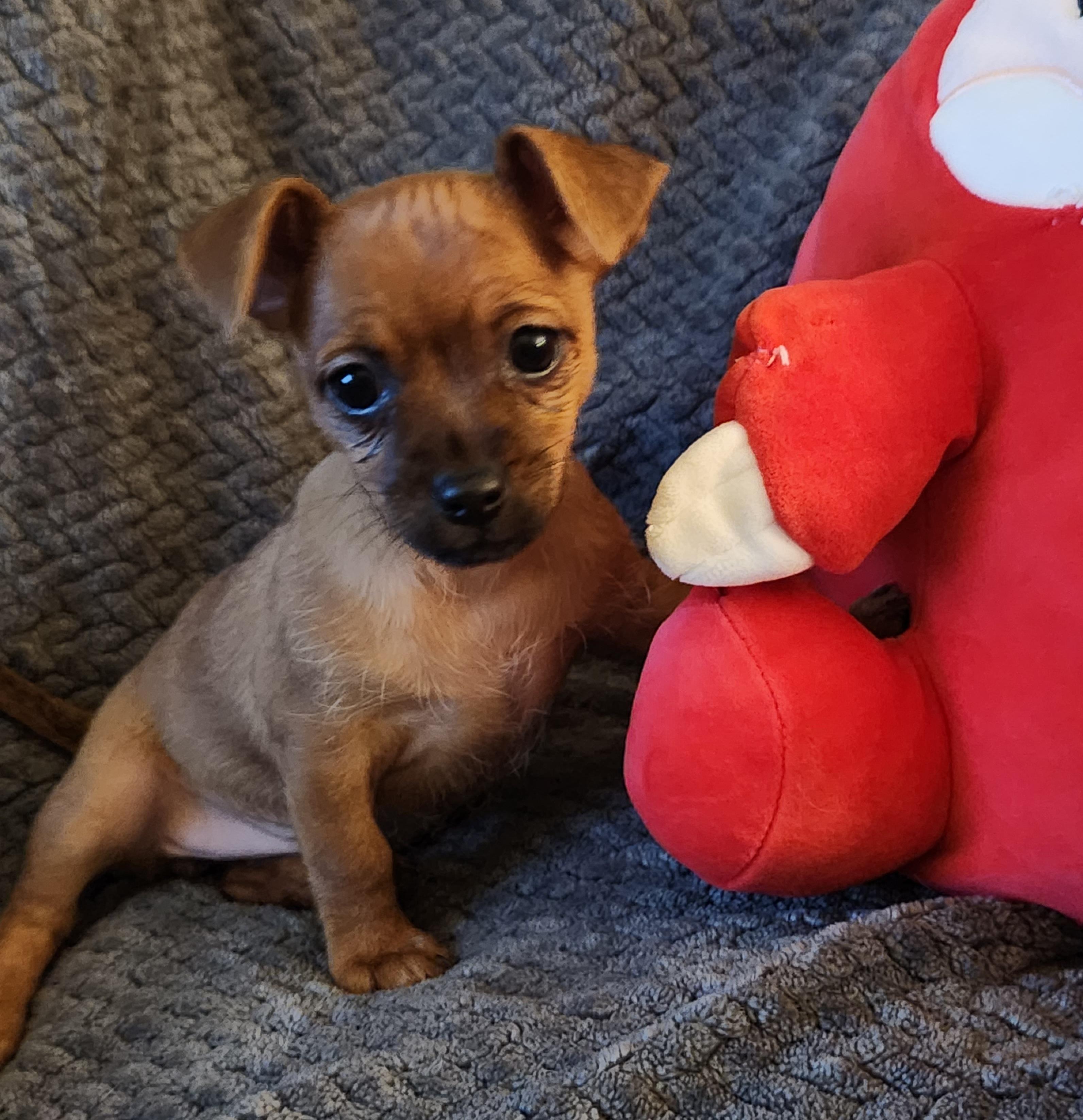 Phoebe, an adopted mixed breed in Flintstone, GA image 1/3