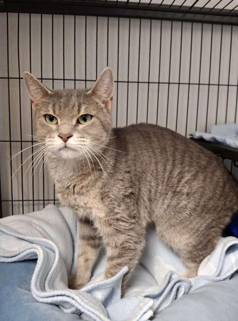 DARLA, Adoptable, Adult Female Tabby.