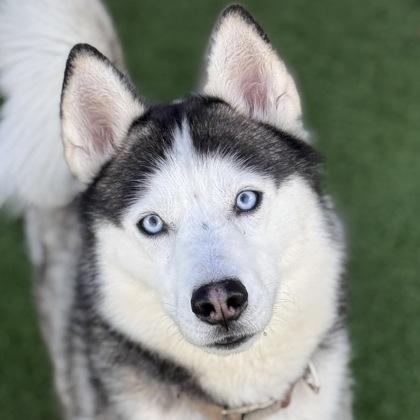 Enlarge Lucario, a ADOPTABLE mixed breed in Sacramento, CA image 1/2