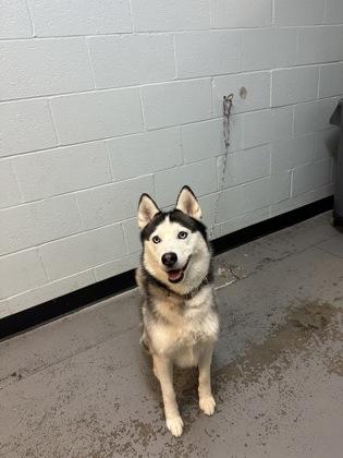 Enlarge Lucario, a ADOPTABLE mixed breed in Sacramento, CA image 2/2