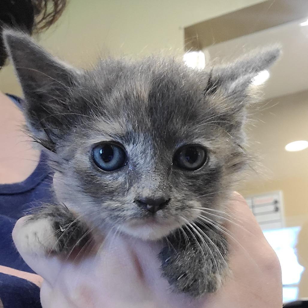 Gypsy, a Adoptable Domestic Medium Hair in Tipton, IN image 1/6